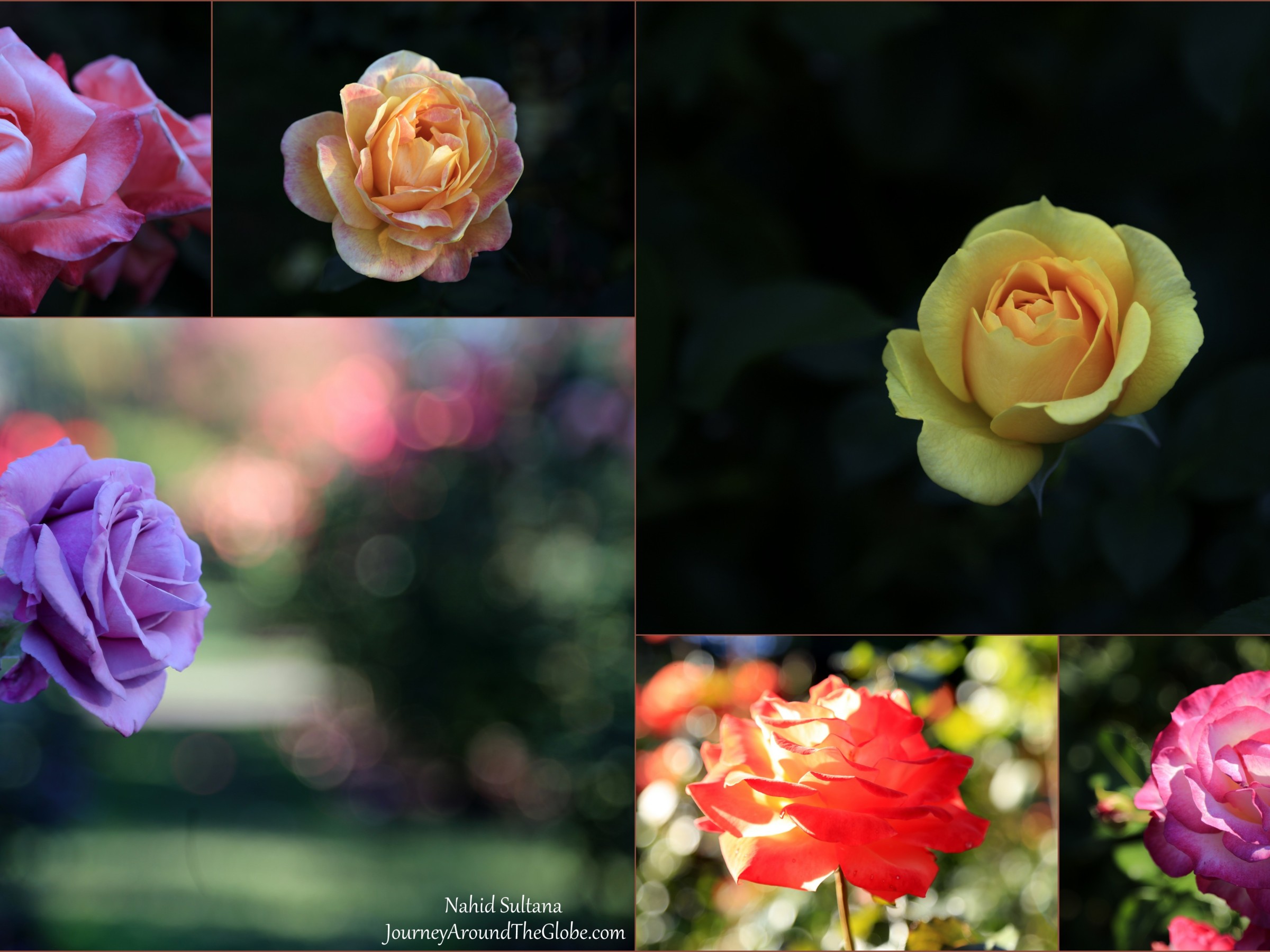 International Rose Test Garden In The Rose City Portland Oregon